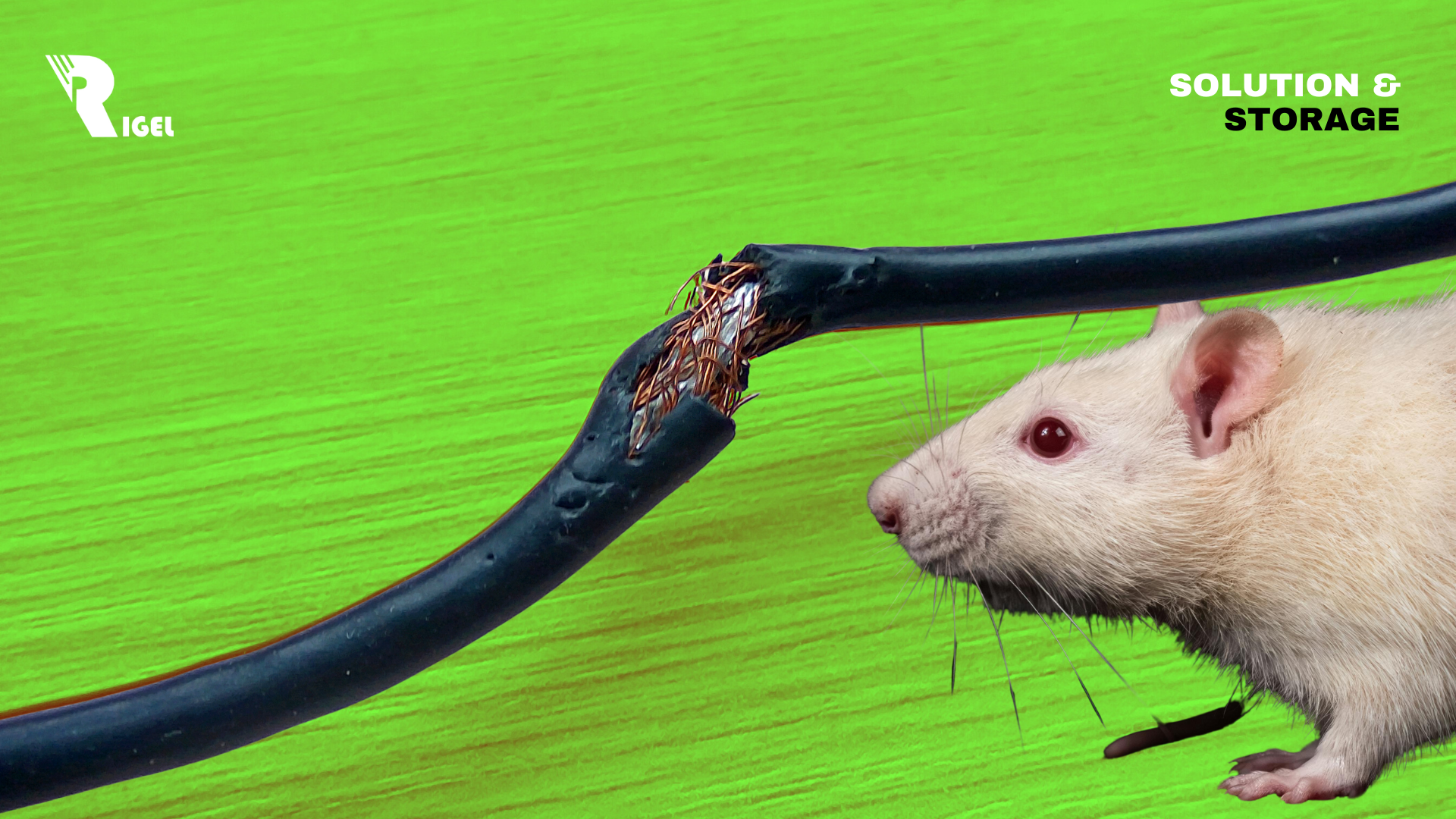 5 Cara Melindungi Kabel dari Gigitan Tikus